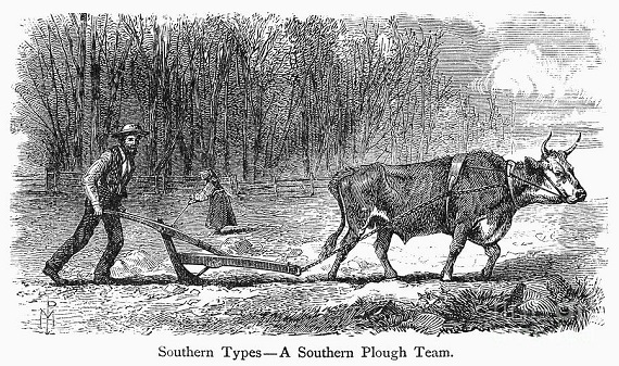 The Southern Environmentalist